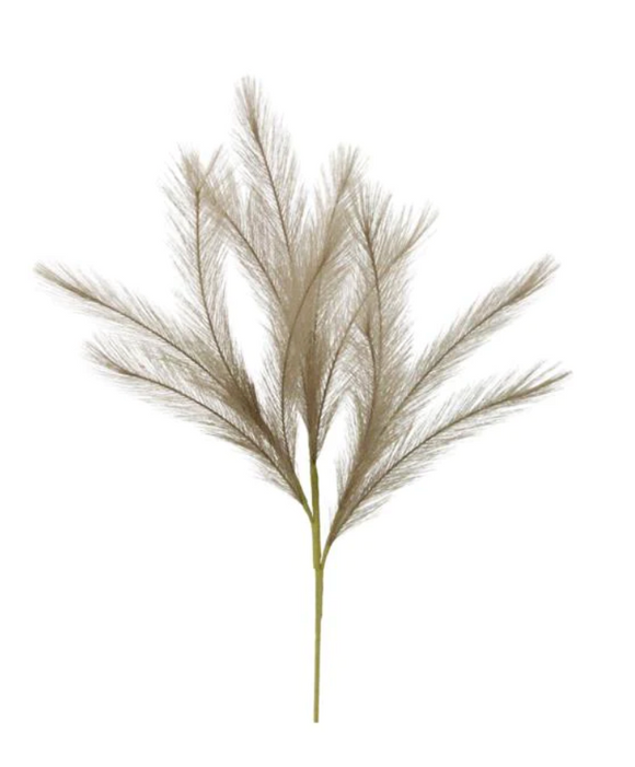 Plumes - Pampas Grass Collection